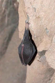 Lesser horseshoe bat