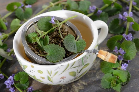 Cup of ground ivy tea