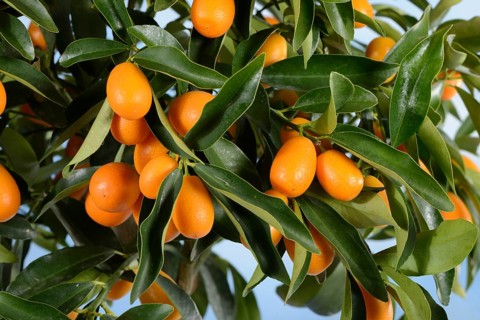 Kumquat