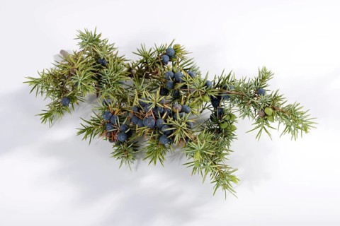 Juniper berries