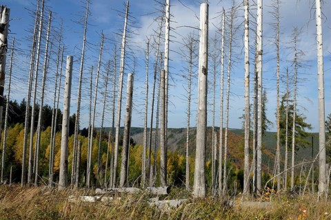 Dead trees