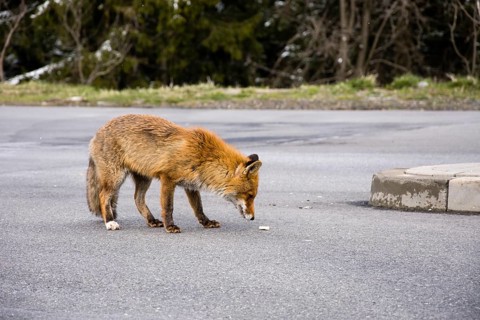 Red fox