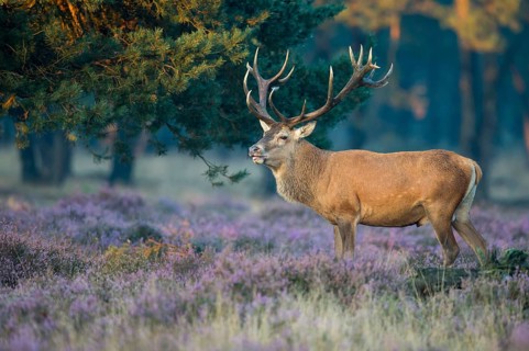 Red deer