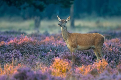 Red deer
