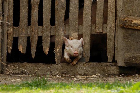 Domestic pig