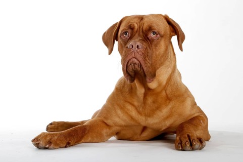 Dogue de Bordeaux