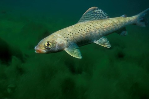 Grayling