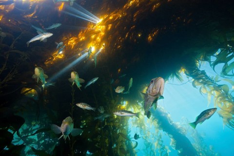 Kelp perch in kelp forest