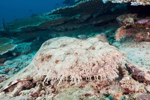 Fringed wobbegong
