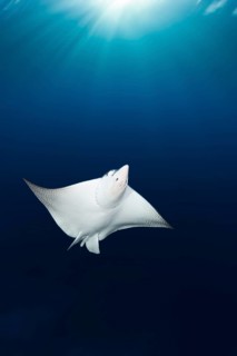 Eagle ray