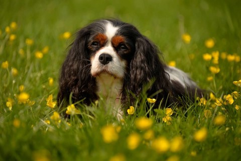 Cavalier King Charles Spaniel