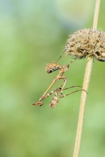Crested grasshopper