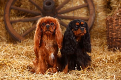 Cavalier King Charles Spaniel