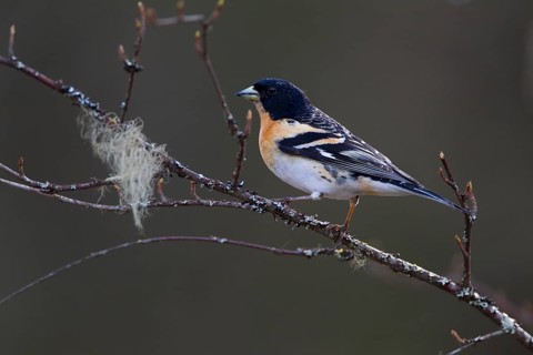Brambling