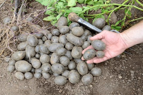 Potatoes