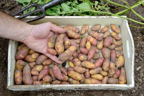 Potatoes