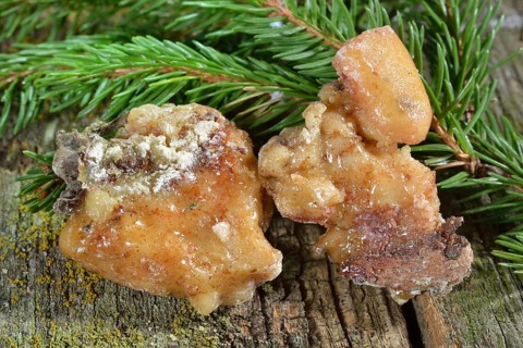 Spruce resin