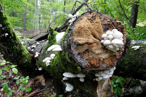 Porcelain fungus