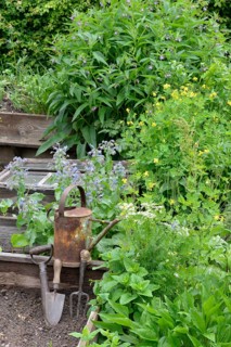 Comfrey and celandine