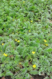 Silverweed