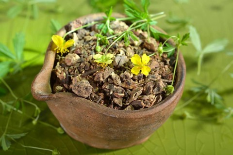 Potentilla erecta