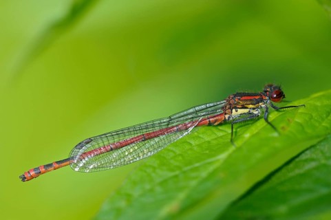 Early Adonis damselfly