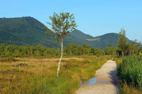 Moorland with birch