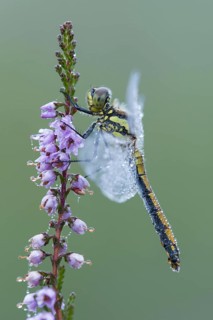 Black darter dragonfly on flowering heath
