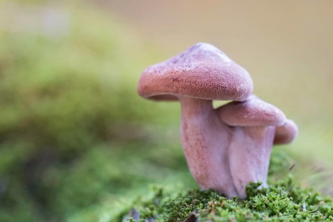 Bonnet