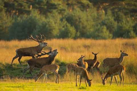 Red deer