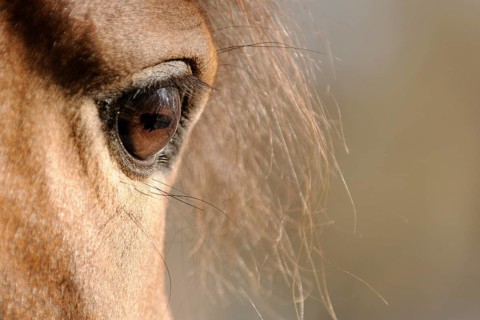 Arabian thoroughbred