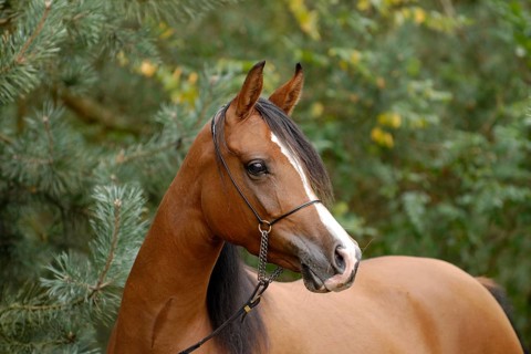 Arabian thoroughbred