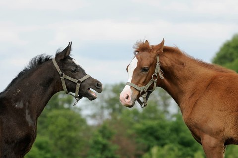 Arabian thoroughbred