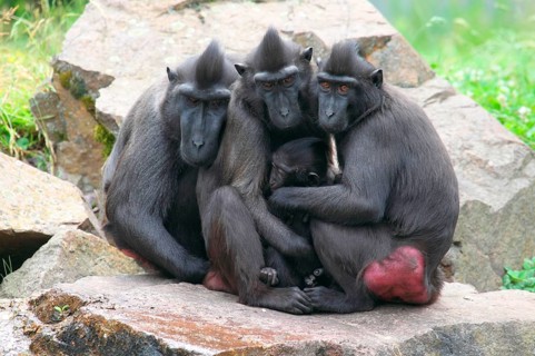 Celebes Crested Macaques