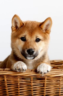 Shiba-Inu
