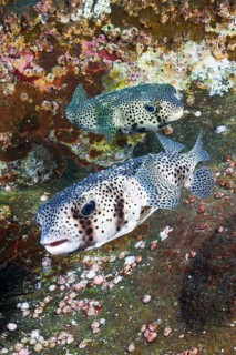 Common Porcupinefish
