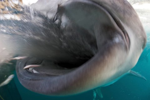 Feeding whale shark