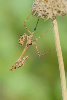Crested grasshopper