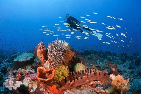 Diver over coral reef