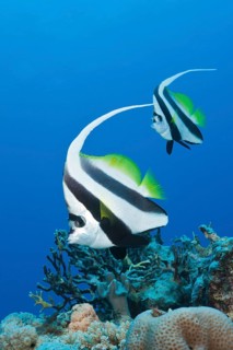 Pair of bannerfish
