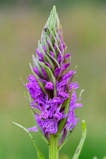 Southern marsh orchid