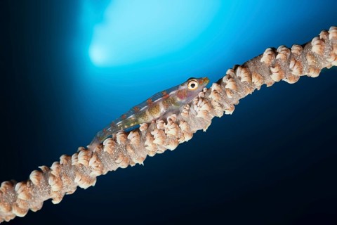 Whip coral dwarf goby