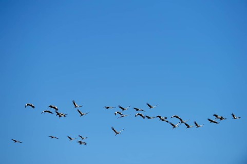 Black crowned cranes