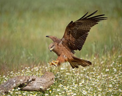 Black kite
