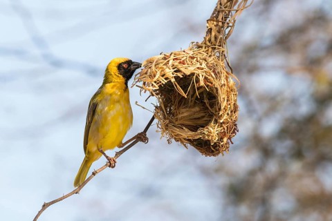 Southern Masked Weaver