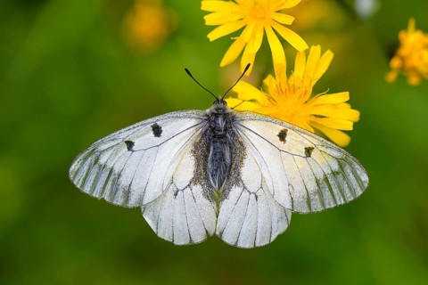 Male Black Apollo