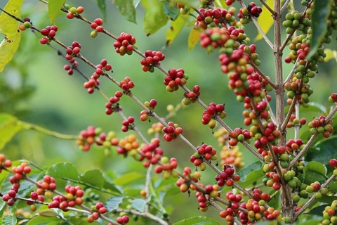 Coffee