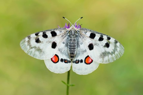 Red Apollo butterfly female