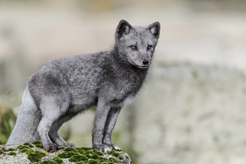 Arctic fox