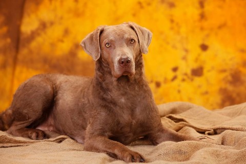 Chesapeake Bay Retriever